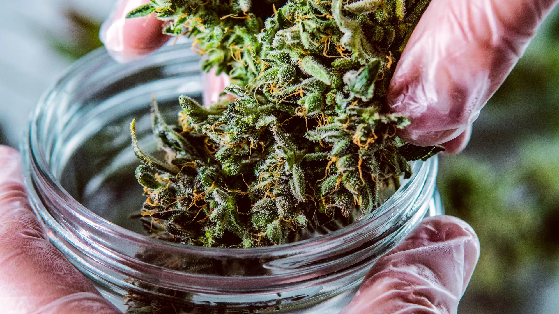 Read more about the article CBG, The Ultimate Cannabinoid: Everything You Need To Know 
