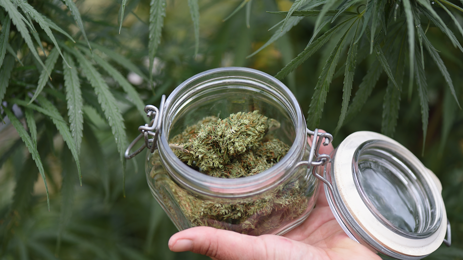 Read more about the article CBD Flowers And Hash: What Are They And What Are The Benefits?