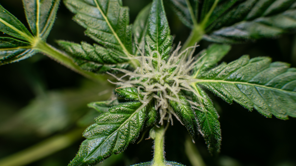 Cannabigerol (CBG) What Is It