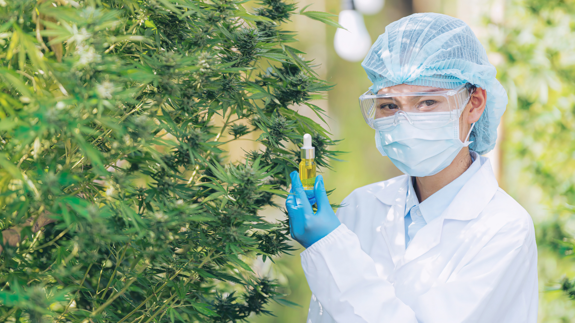 Read more about the article THCP (Tetrahydrocannabiphorol): An Interesting New Phytocannabinoid