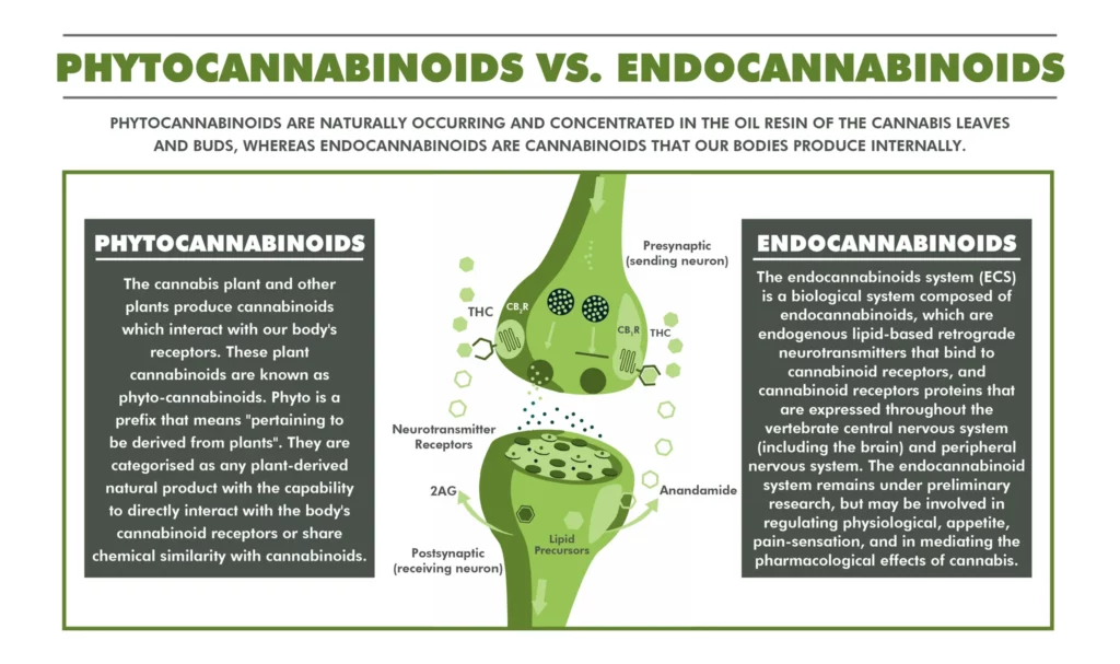 Phytocannabinoids and endocannabinoids