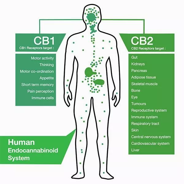 Endocannabinoids