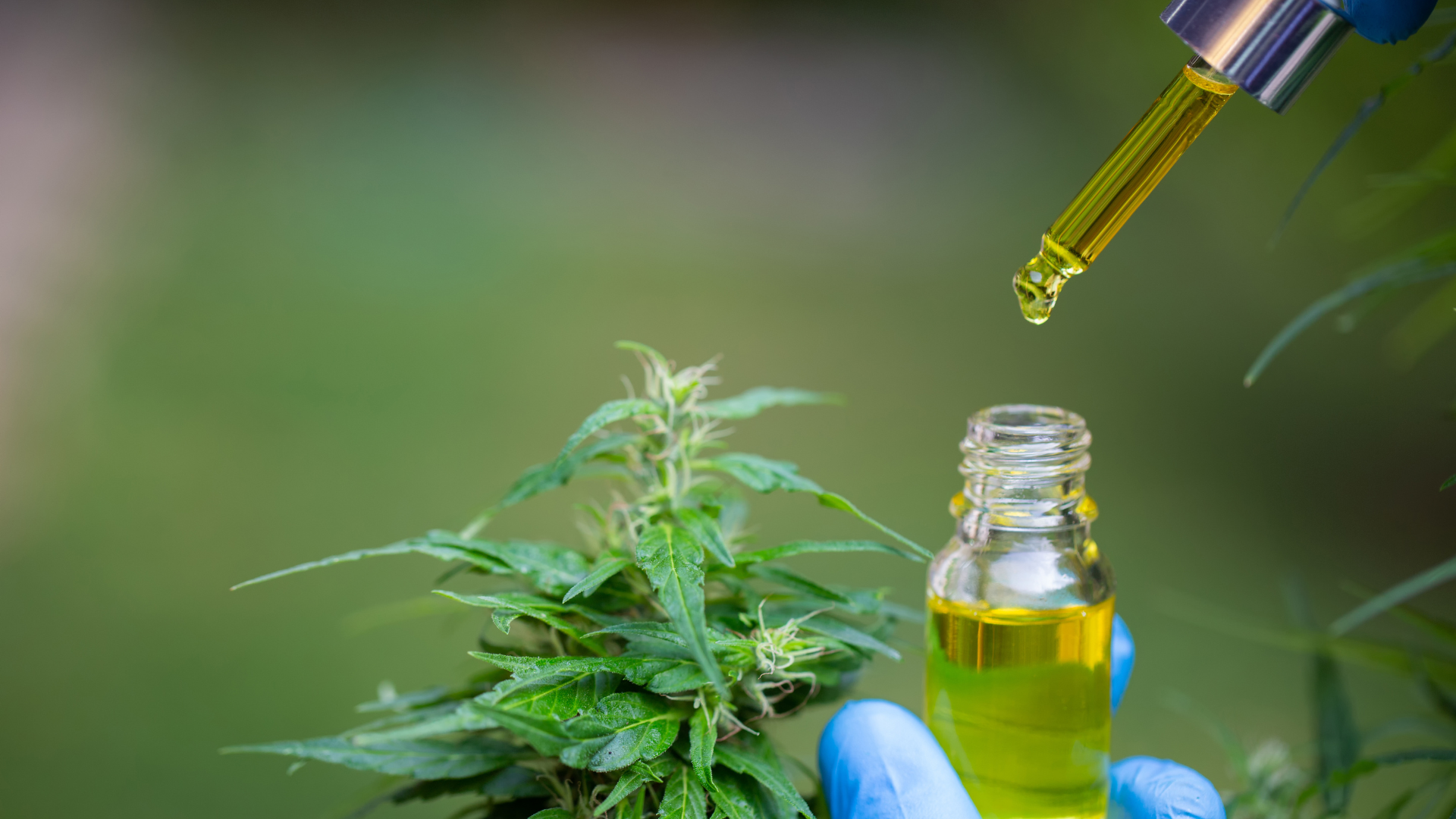Read more about the article Understanding Cannabinoids: Effects, Differences, and the Top 5 Cannabinoids