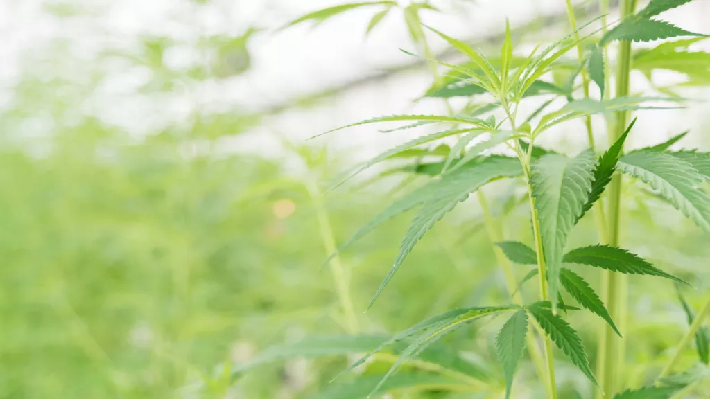 Cannabinoids in Europe
