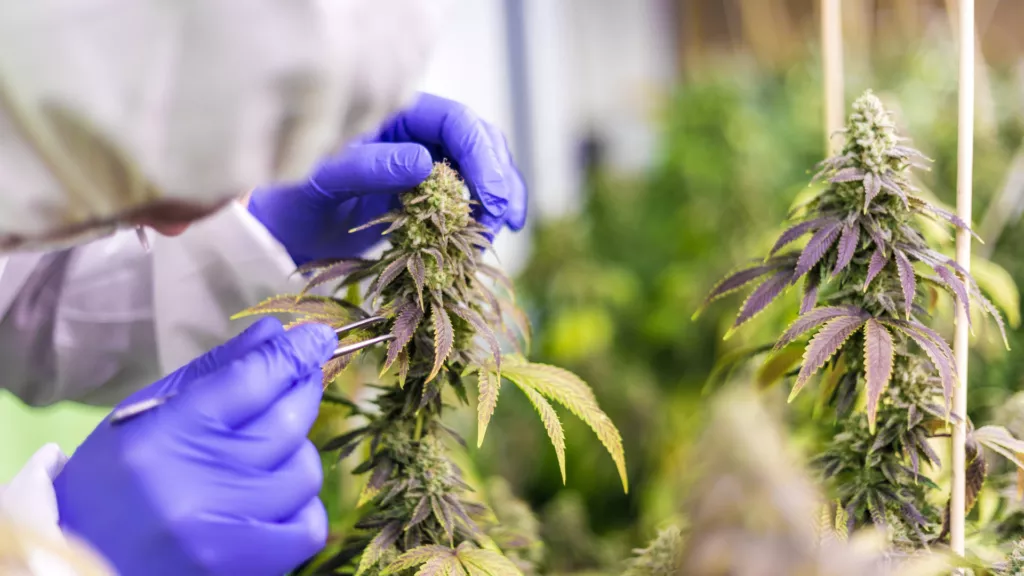 German cannabis market
