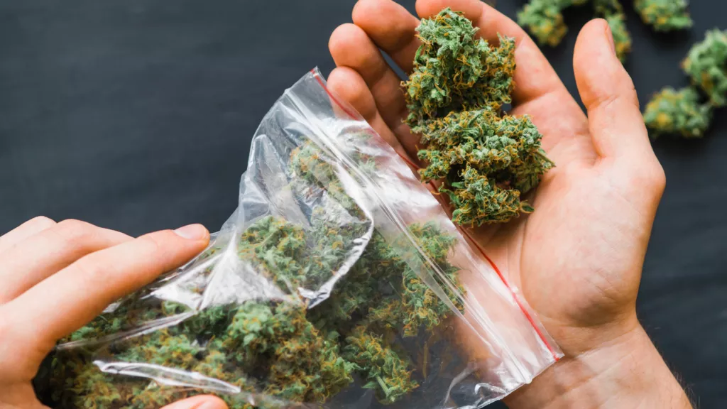 cannabis legall netherlands