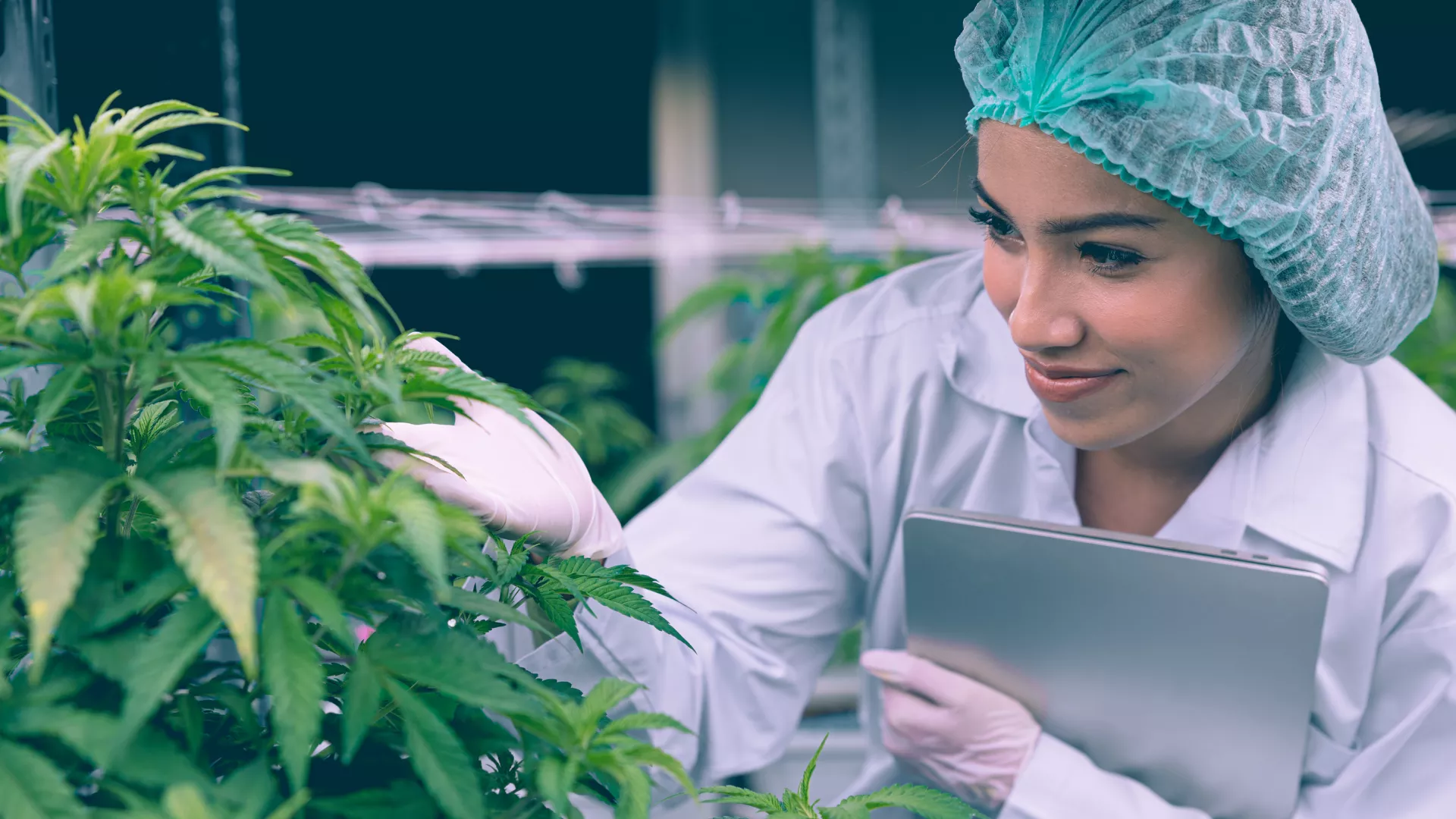 Cannabis health