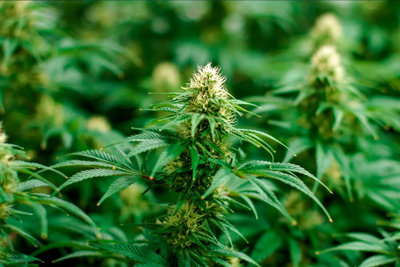Read more about the article Understanding Cannabifuran (CBF): Benefits, Effects, and Comparison with CBD