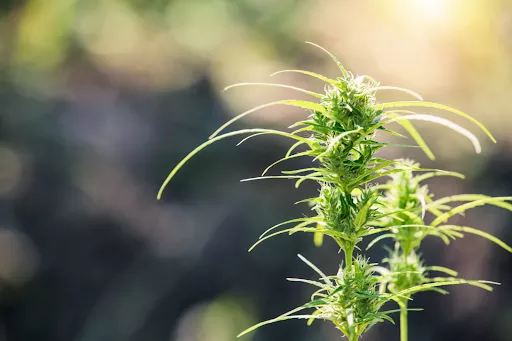Read more about the article Understanding HHCPM: Production, Benefits, and Effects