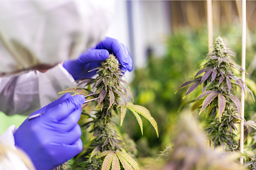 Read more about the article What is the Endocannabinoid System?