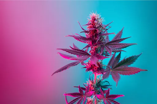 Read more about the article CBT(C): A Rare Cannabinoid with Big Potential