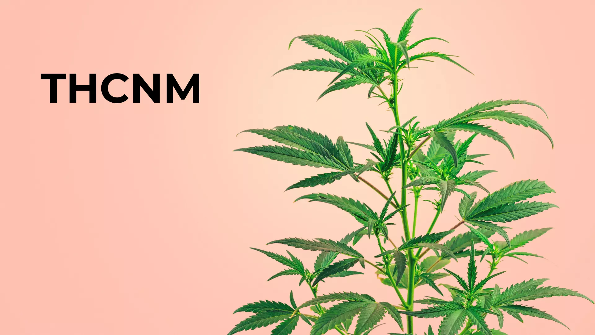 Read more about the article THCNM: The Next Frontier in Cannabinoid Science