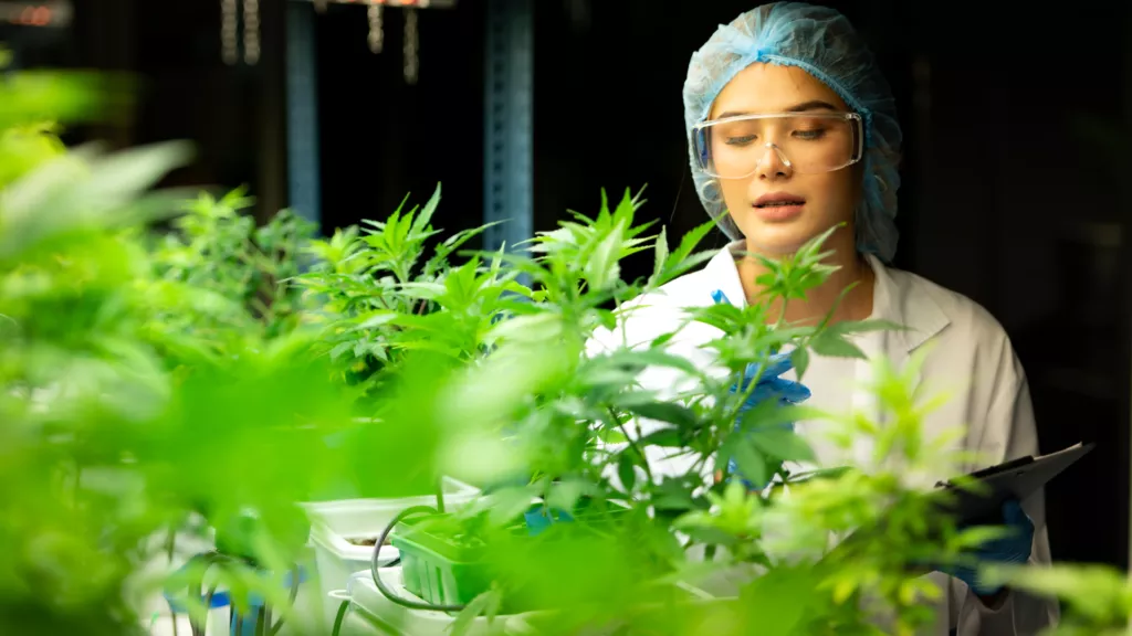Top Cannabinoid Suppliers 2025
