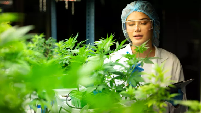 ​Discovering Top Cannabinoid Suppliers: Your 2025 Guide​