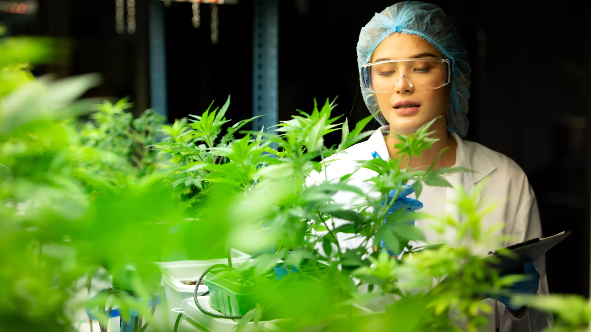 Read more about the article ​Discovering Top Cannabinoid Suppliers: Your 2025 Guide​