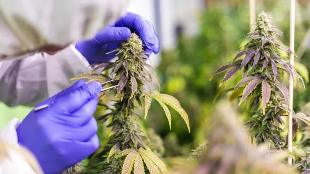 The Acidic Precursor of CBD and Its Therapeutic Potential