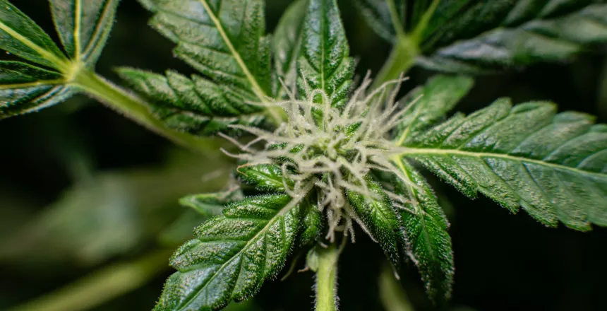 Cannabigerol (CBG) What Is It
