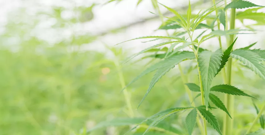 Cannabinoids in Europe
