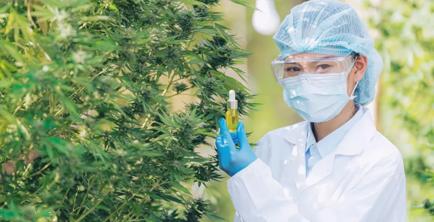 THCP An Interesting New Phytocannabinoid