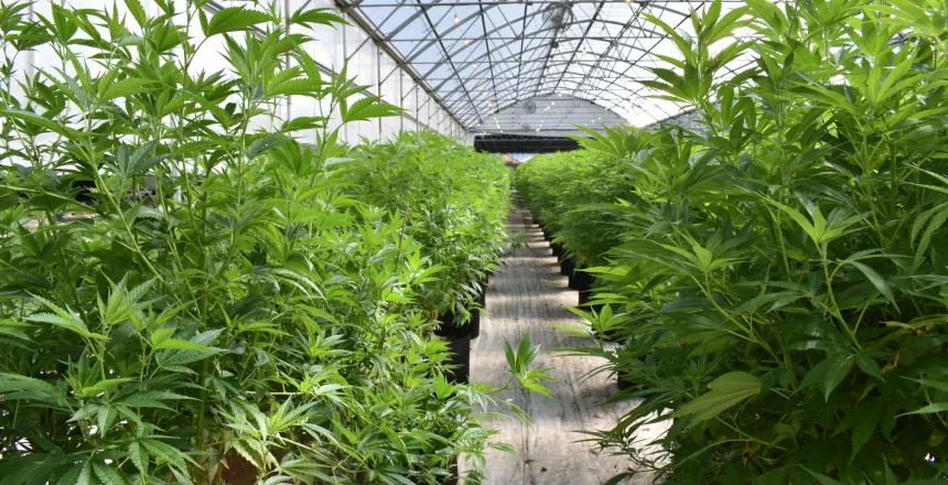 The CO2 Cannabis Extraction Method Explained