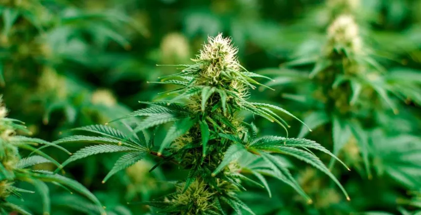 cannabis plants