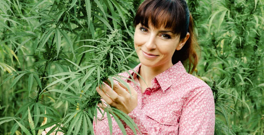 Wholesale Hemp Flowers