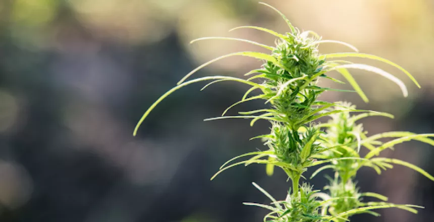 hemp plant